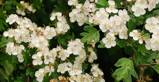 The magic of hawthorn plants in the world of The Eversfield Academy Vampire Hunters