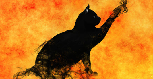 A magical cat on Halloween