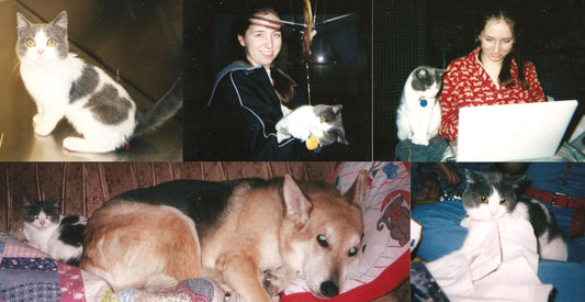 Pictures of Nosey the cat, from kitten to young adult