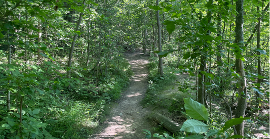 A path through the verdant woods in Michigan in summer