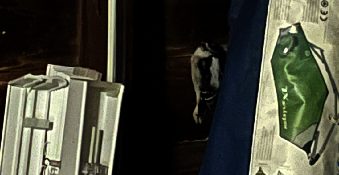 A Not-So-Safe Haven: a (mostly) true story about a woodpecker and the fantasy short based on it
