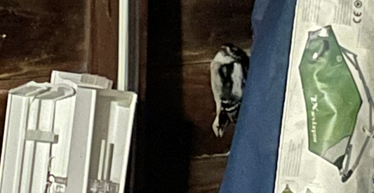 A Not-So-Safe Haven: a (mostly) true story about a woodpecker and the fantasy short based on it