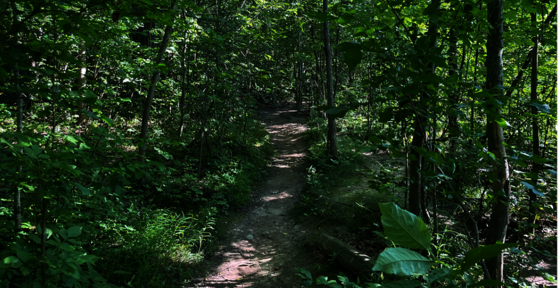 A path through the verdant woods in Michigan in summer